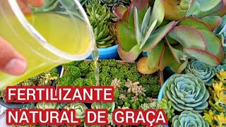 FERTILIZANTE NATURAL de GRAÇA que faz crescer brotar florir SUCULENTAS CACTOS PLANTAS [upl. by Ahsyla]