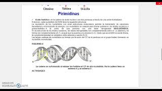 GUÍA ESTRUCTURA DE LOS ÁCIDOS NUCLEICOS [upl. by Submuloc163]