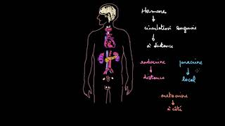 Introduction au système endocrinien [upl. by Aisinut]