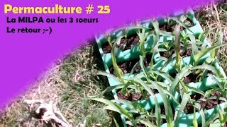 Permaculture 25 La MILPA le retour [upl. by Shelia982]