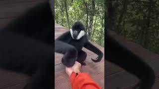 Gibbon Fun Playtime in the Trees shorts animalplanet [upl. by Adey]