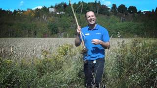 Science North  Cattails [upl. by Tolley]