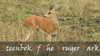 Steenbok Video From The Central Kruger National Park Raphicerus campestris  Stories Of The Kruger [upl. by Vey]