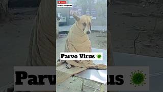 Parvo Virus Treatment 🦠 160  shorts minivlog dog [upl. by Froh705]