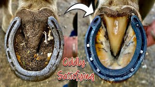 FARRIER  HOOF RESTORATION SATISFYING [upl. by Hannahs]