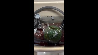 Have you ever seen mold in the toilet bowl [upl. by Cates]