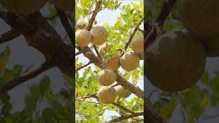 వెలగపండు velagapandu vitamins helthyfood useful body helth viralvideo [upl. by Kienan]