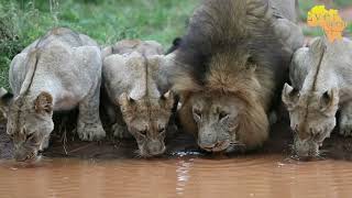 Big male lion making his presence known [upl. by Stanislas]