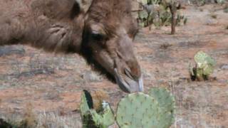 Camels eating cactus [upl. by Boyt]