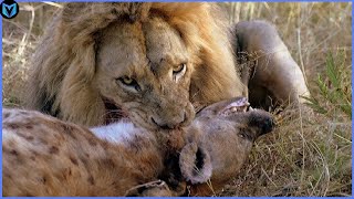 15 Most Incredible Lion Attacks Caught On Camera [upl. by Liddy96]