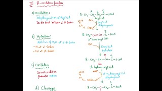 BETA OXIDATION OF FATTY ACIDS [upl. by Onitsirc]