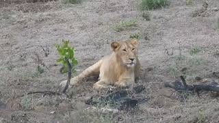 Lions of Gujarat  Gir National Park Gujarat  2023 [upl. by Anitnamaid]