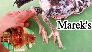 Mareks Disease in Poultry  Dr ARSHAD [upl. by Ahsinom]