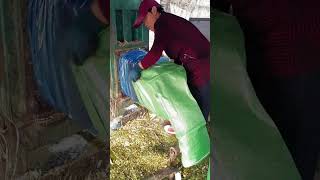 Cattle and sheep grass packing process [upl. by Orodoet25]