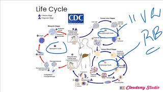 A must watch Life cycle of plasmodium parasite explained [upl. by Etam]