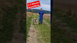 Leinenführigkeit für harte Brocken🐶💥 Hundetraining für nervöse Hunde hundeerziehung [upl. by Inilahs276]