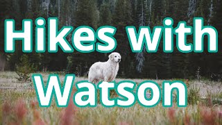 Hikes with Watson  Senior dog friendly hikes [upl. by Alika353]