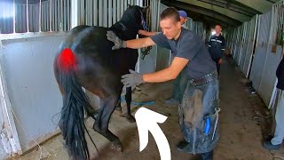 IMAGINE her RELIEF when farrier gives her SEDATIVE SHOT to clean her HORSES hooves [upl. by Broder740]