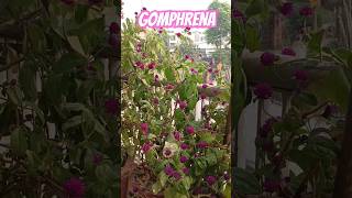 Gomphrena globosa globe amaranthforyou balconyflowers [upl. by Darelle519]