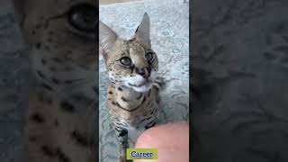 quot StrykerquotThe Savannah Cat Taking the Internet by Stormquot😸savannahcatcatscatcatloverschannel388 [upl. by Awra74]