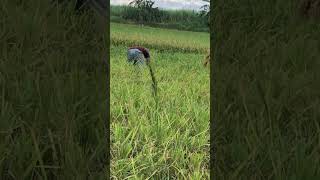 rice ricefield farmer riceharvesting philippines lovefarming [upl. by Ydnab]