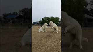 Great Pyrenees vs Maremmano Sheepdog doglover fight [upl. by Alamak]