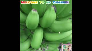 CAVENDISH BANANA ORGANIC MommyJ Garden2Kitchen [upl. by Nivla]