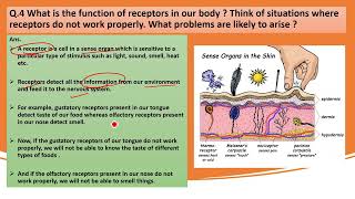 What is the function of receptors in our body  Think of situations where receptors do not work [upl. by Aihseym113]