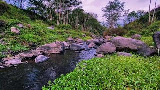 Natural River Sounds for Restful Sleep and Relaxation  Peaceful Nature Ambience [upl. by Nage]