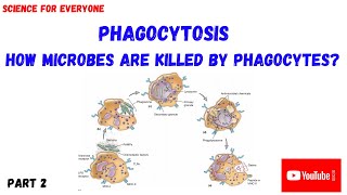 PHAGOCYTOSIS  Intracellular Digestion  PART 2 [upl. by Tannenwald]