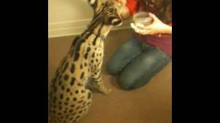 THE worlds SMARTEST SERVAL [upl. by Sheeran]