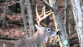 Dominant Whitetail Buck Creating A Rub [upl. by Dranek182]