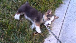 Welsh corgi puppy End of walk [upl. by Virgel]