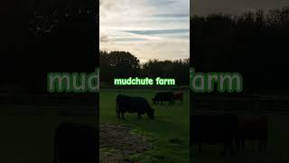 mudchute farm london October 2024 [upl. by Apollo]