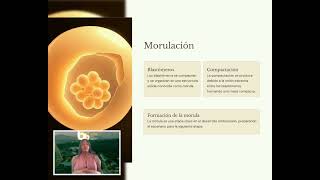 fases del desarrollo embrionario del sistema nervioso [upl. by Yelahs]