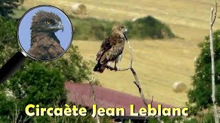 CIRCAETE JEANLEBLANC posé [upl. by Nagard]