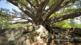 Ombu tree Phytolacca dioica Auckland New Zealand [upl. by Coltun62]