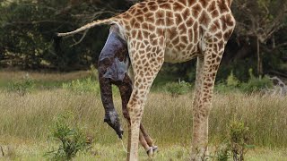 How Giraffe giving birth in wild [upl. by Tray]