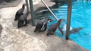 Penguins jumping into the new Penguin Pool [upl. by Katz]