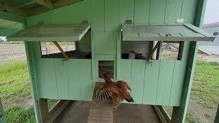 New ChickenGuard 2023 door install [upl. by Haceber]