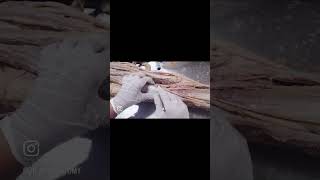 POPLITEAL FOSSA ANATOMYanatomy boundaries content dissection [upl. by Astto]