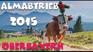 Almabtrieb Krün  19092015  Garmisch Partenkirchen  Oberbayern [upl. by Horlacher497]