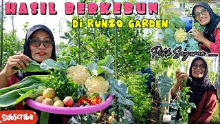 51 Kegiatan Berkebun di Runzo Garden Panen Sayuran Pindah tanam dan siram tanaman 🌱👩‍🌾☘ [upl. by Krista]