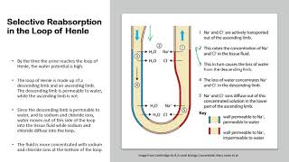 Chapter 143 Homeostasis  Selective Reabsorption amp Osmoregulation in the Kidneys [upl. by Frederiksen]