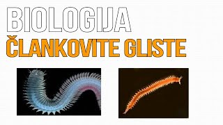 Člankovite prstenaste gliste BIOLOGIJA 7 razred [upl. by Mochun102]