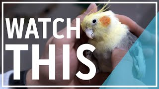 Cockatiel Care  WATCH THIS BEFORE BUYING [upl. by Mcdonald]