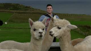 Brandon McPhee plays accordion for Alpacas [upl. by Ydnew629]