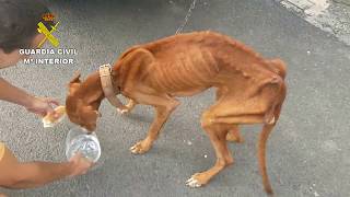 Aparece un perro cazador perdido al otro lado de la isla [upl. by Siraf]