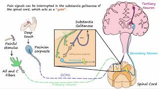 Gate Control Theory of Pain [upl. by Ennovi]