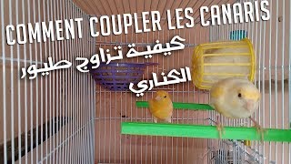 Comment Coupler les Canaris  كيفية تزاوج طيور الكناري [upl. by Thibaut]